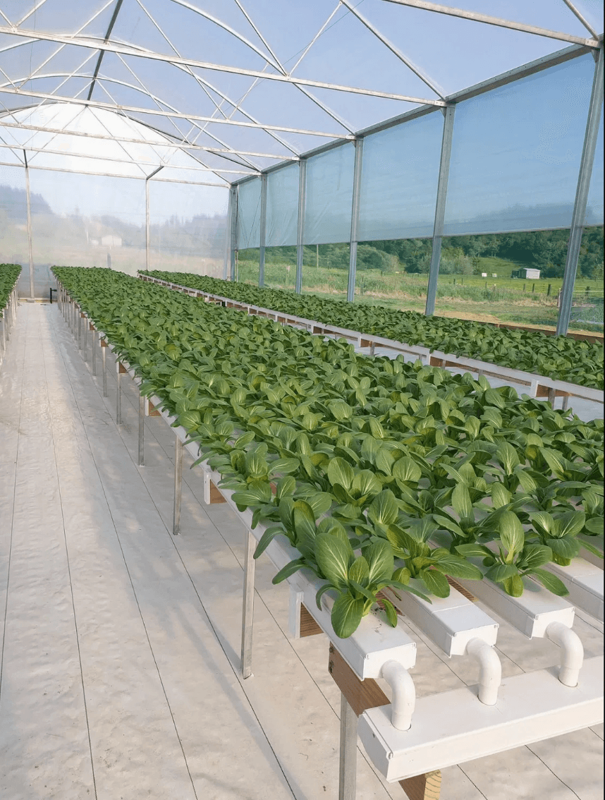 White NFT hydroponic growing channels