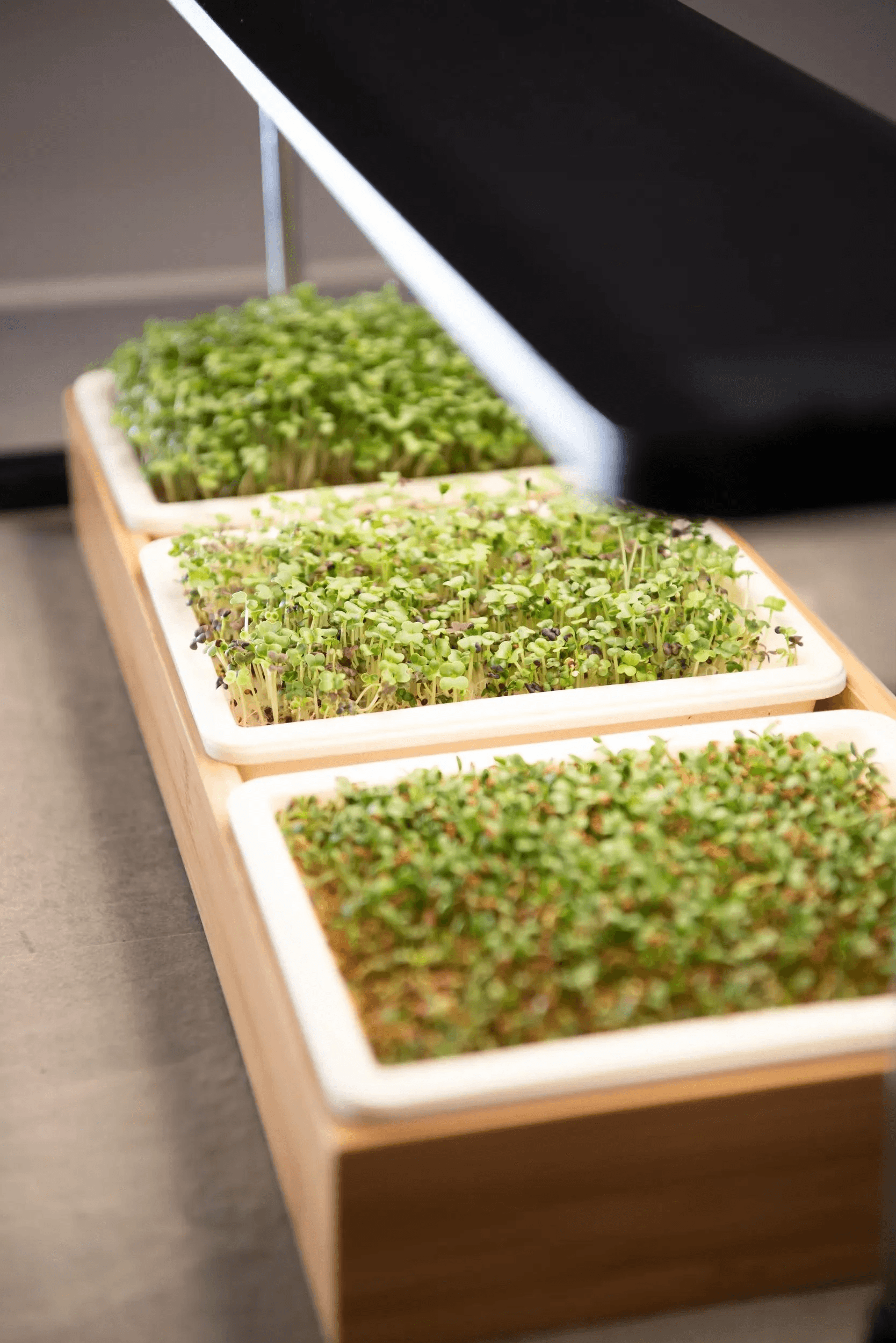 Standard black 10x20 growing trays